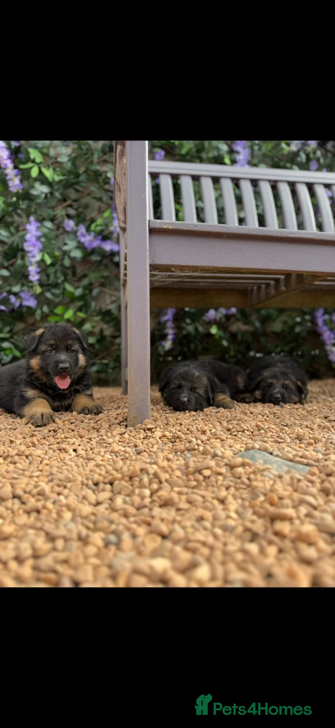 German Shepherd dogs for sale:  Beautiful Family-Raised German Shepherd Puppies  - Advert 1
