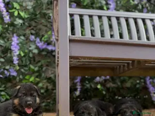 German Shepherd dogs Beautiful Family-Raised German Shepherd Puppies - Advert 1