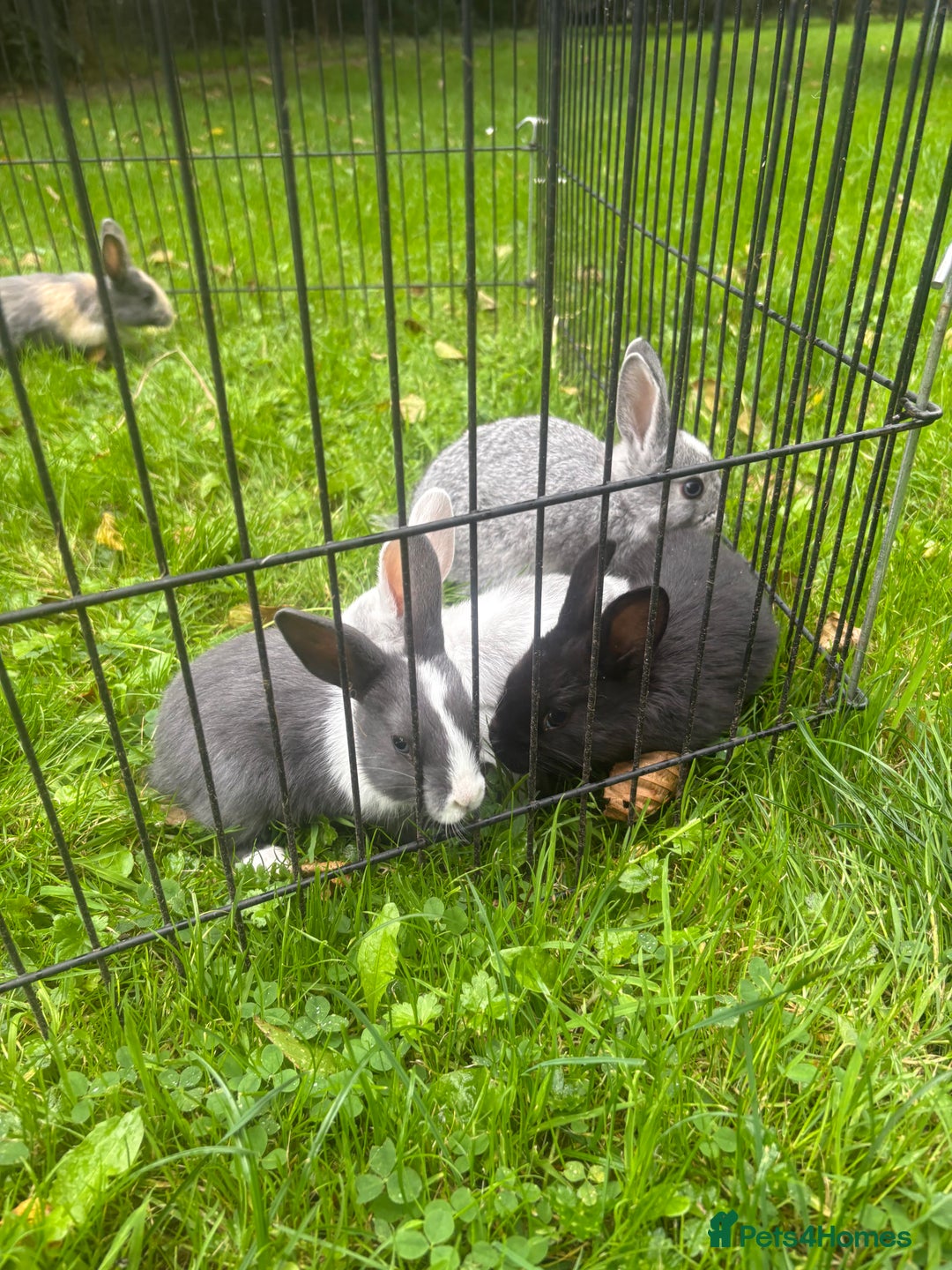 Rex rabbits for sale: Beautiful dwarf lop and mini rex babies  - Image 27