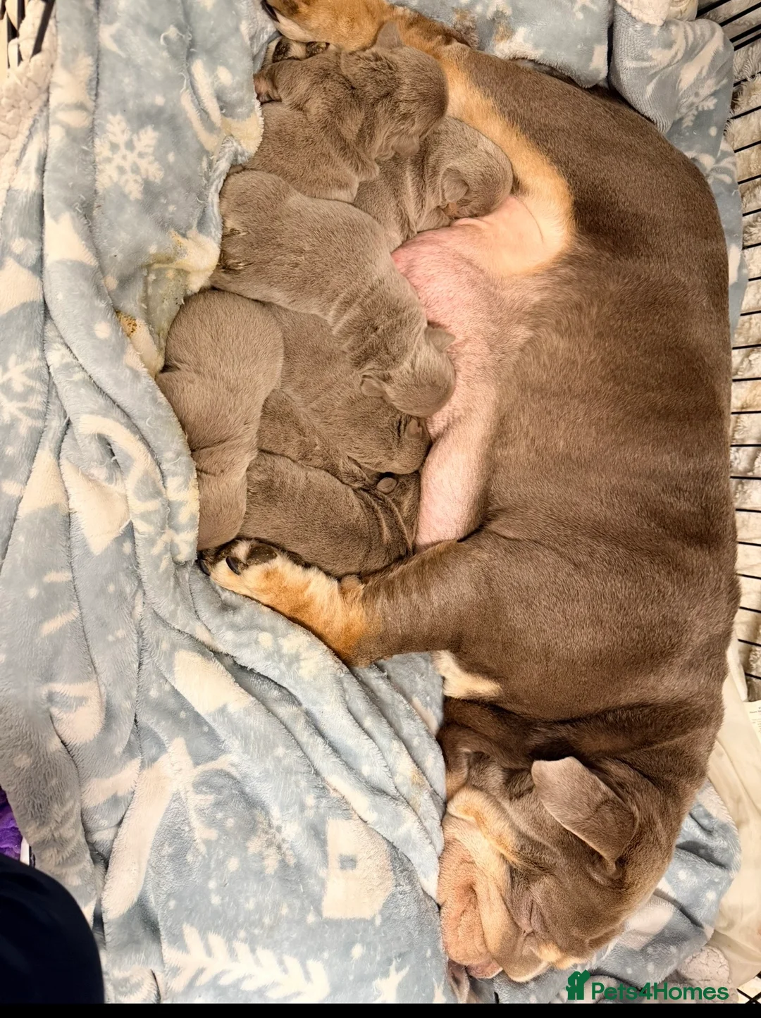 English Bulldog dogs for sale: Stunning kc English bulldog puppies, Ready now!!! - Advert 2