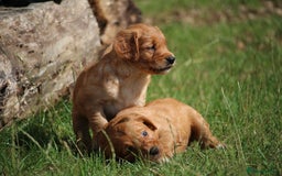Golden Retriever dogs for sale: Dark Red Kc Registered Golden Retriever Puppies - Image 8
