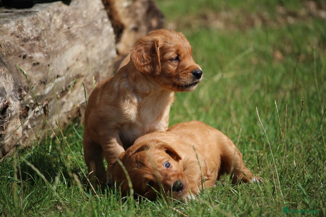 Golden Retriever dogs for sale: Dark Red Kc Registered Golden Retriever Puppies - Image 8