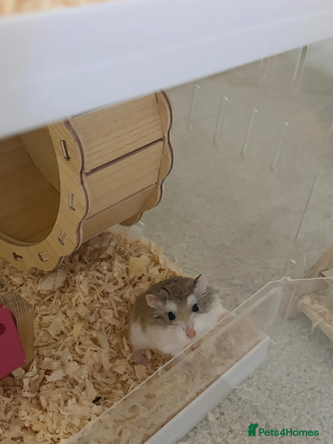 Hamster rodents for sale: 🐹Lovely Roborovski Dwarf Hamster Liverpool - Advert 2