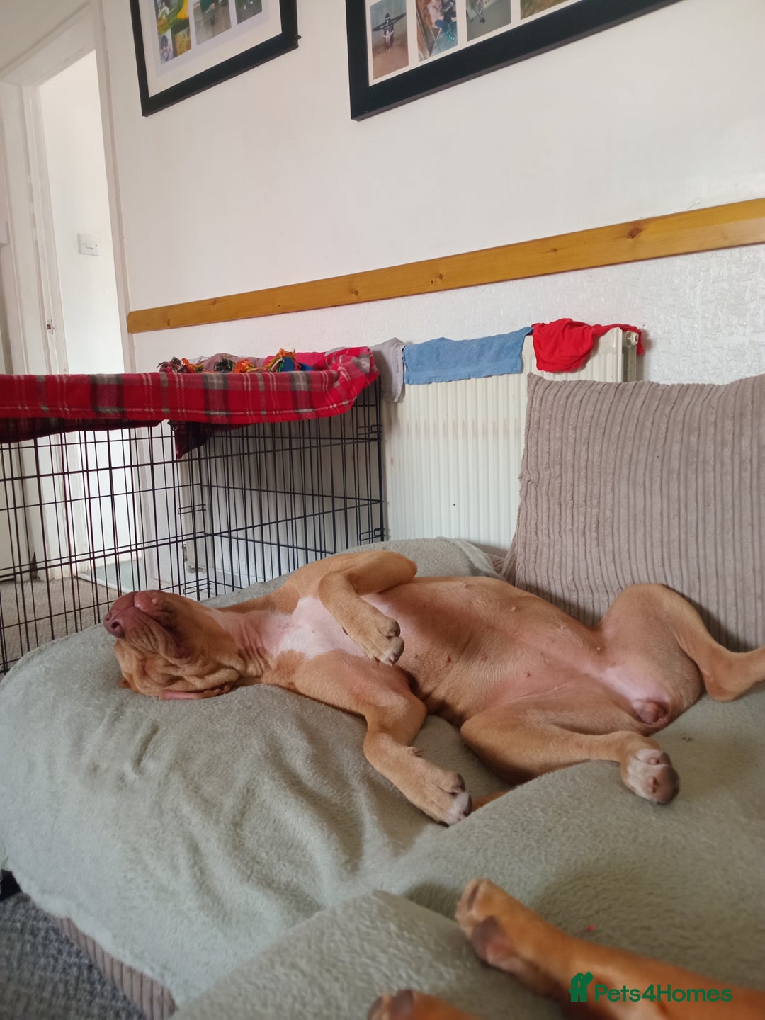 Mixed Breed dogs for sale: Crossbreed  - Image 2