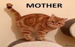 British Shorthair cats for sale: Rare colors British Shorthair kittens - Image 13