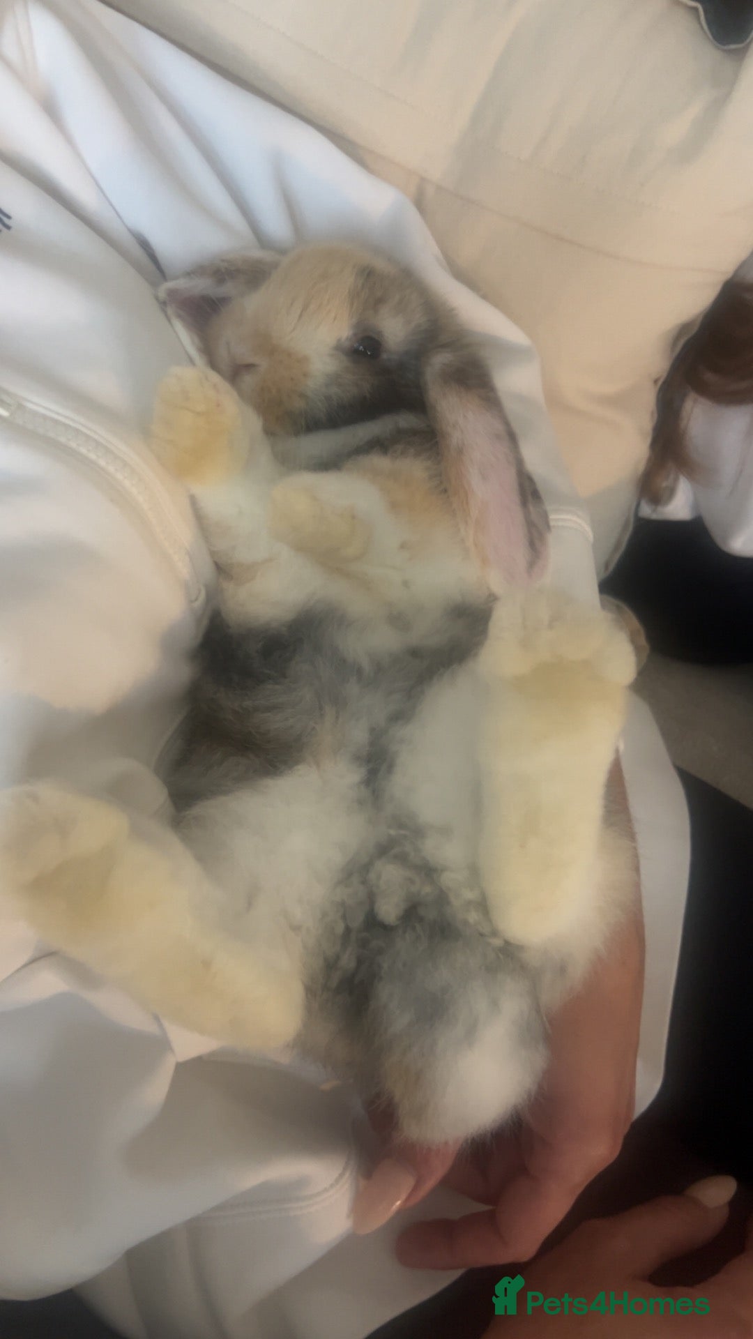 Mixed Breed rabbits Beautiful giant French- mini lop babies🐰💕 - Advert 2