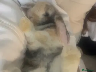 Mixed Breed rabbits Beautiful giant French- mini lop babies🐰💕 - Advert 2
