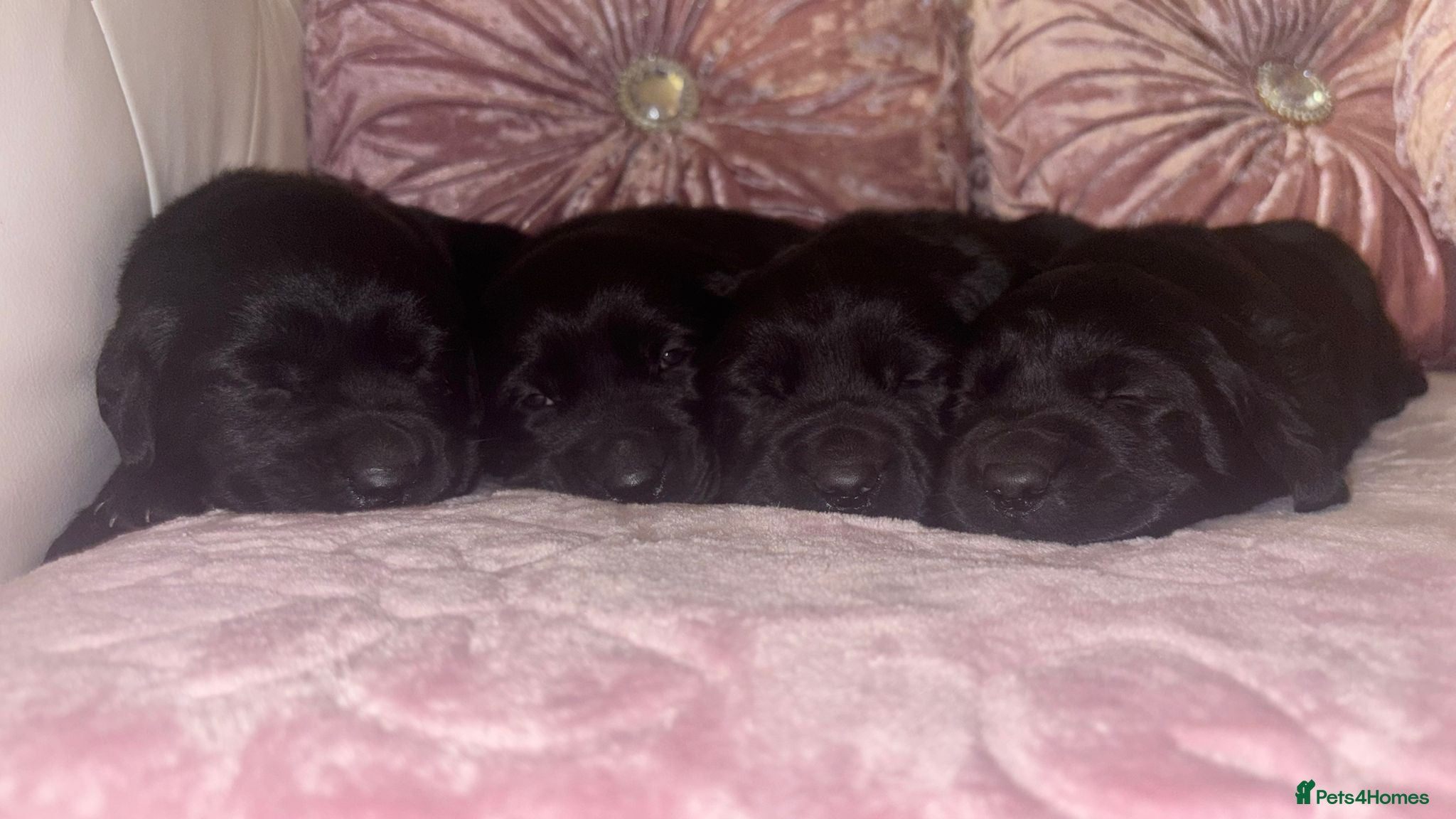 Goldador dogs Gorgeous Black Goldador Pups - Advert 2