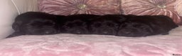 Goldador dogs for sale: Gorgeous Black Goldador Pups - Advert 1