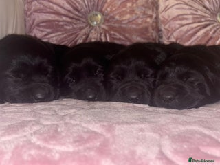 Goldador dogs Gorgeous Black Goldador Pups - Advert 1