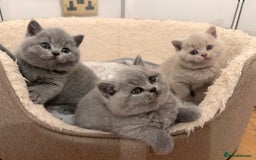 British Shorthair cats for sale: IGRCH Sired GCCF reg British Shorthair Kittens  - Image 4