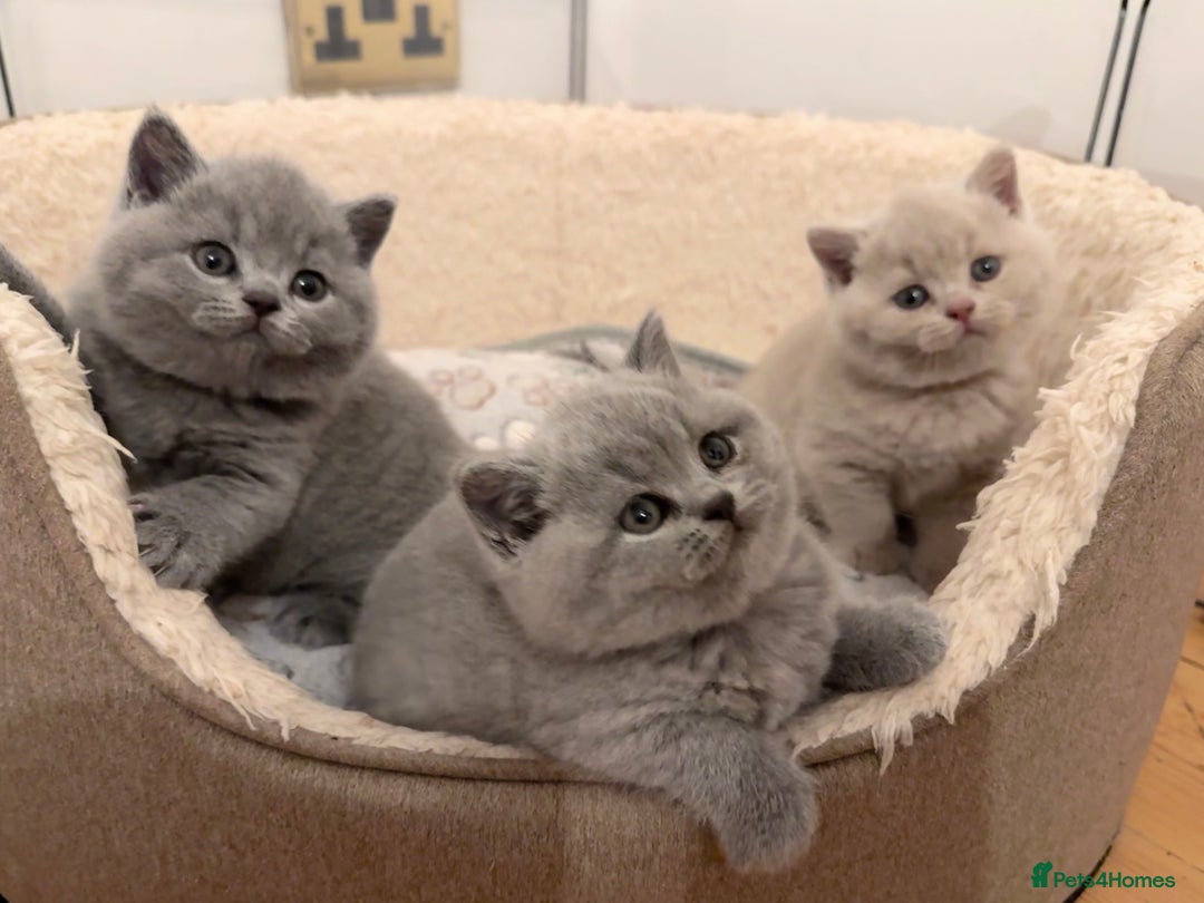 British Shorthair cats for sale: IGRCH Sired GCCF reg British Shorthair Kittens  - Image 4