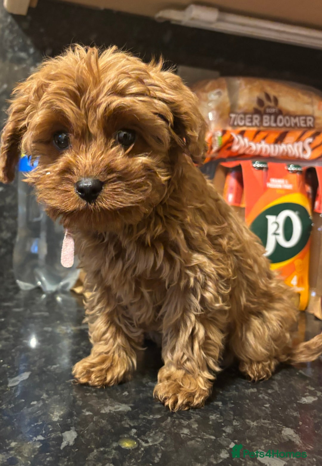 Cavapoo dogs for sale: Toy Cavapoo F1B Health dna tested - Advert 8