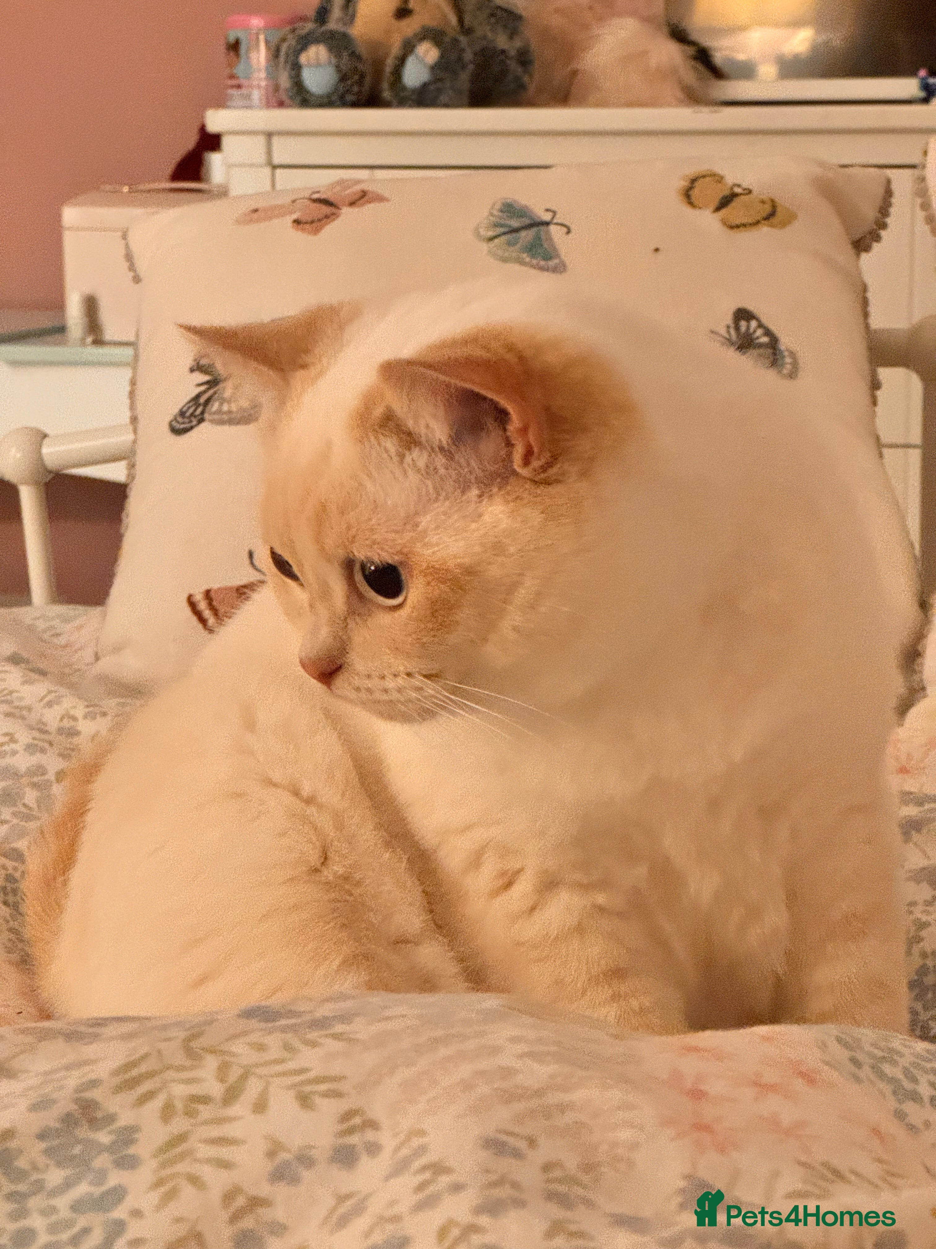 British Shorthair cats FULL PEDIGREE BSH KITTENS IN THE COTSWOLDS - Advert 2