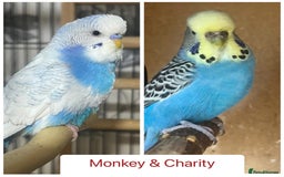 Budgerigars birds for sale: Hand Tame Budgie Chicks Ready early December  - Image 6