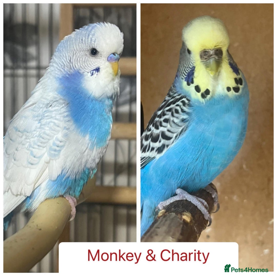 Budgerigars birds for sale: Hand Tame Budgie Chicks Ready early December  - Image 6