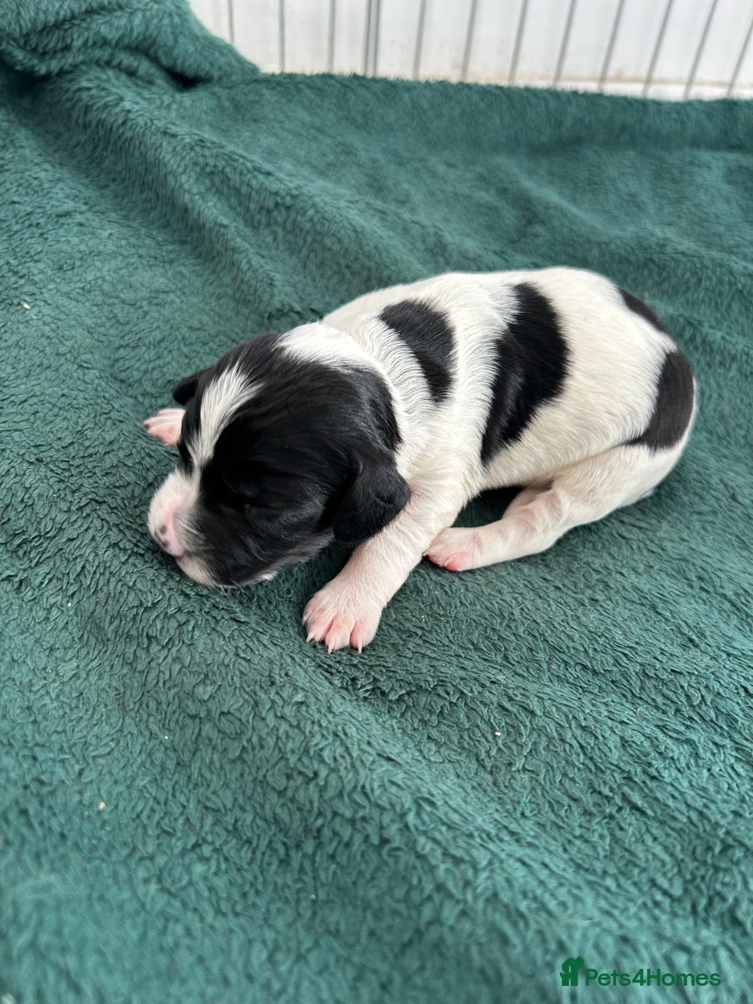 Cockapoo dogs for sale: 6 beautiful cocker spaniel puppies for sale - Advert 7