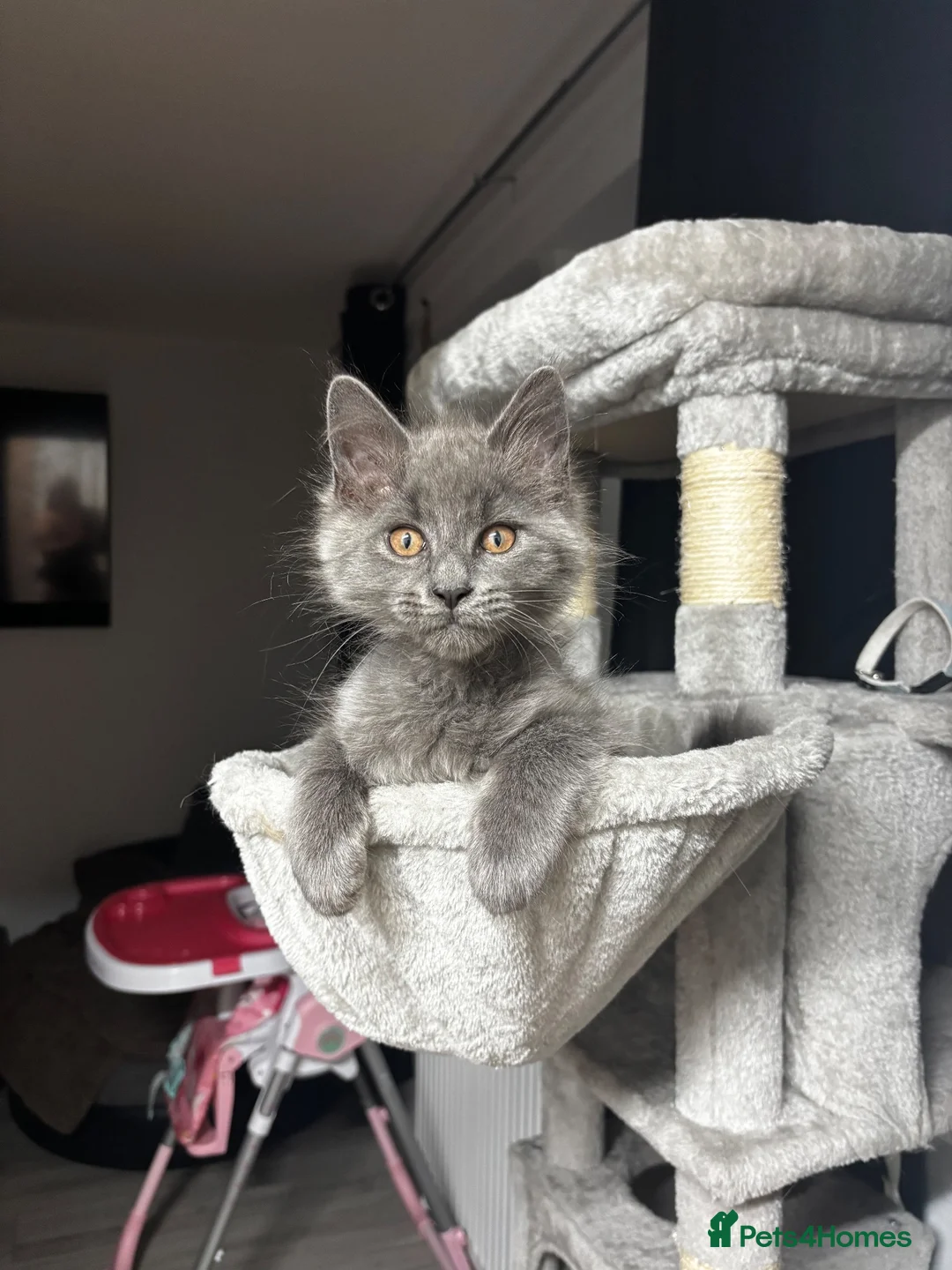 Mixed Breed cats for sale: Maincoon mixed Russian blue - Advert 2