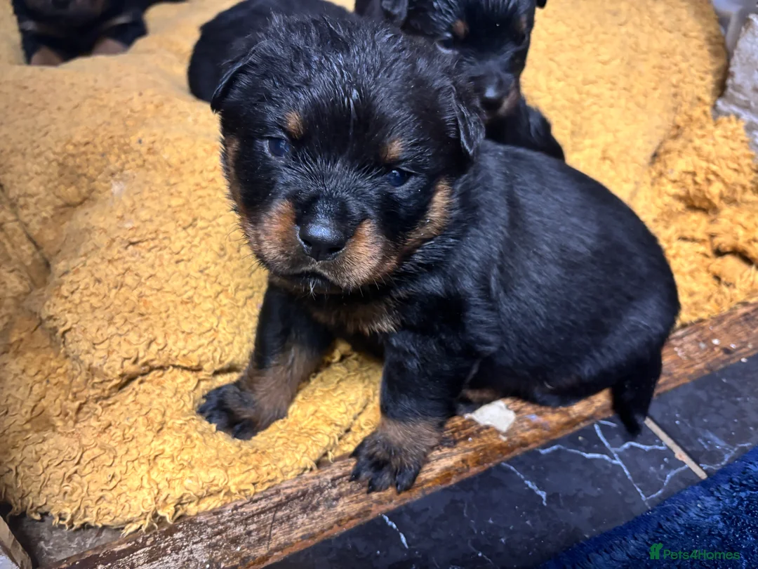 Rottweiler dogs for sale: *** Pedigree Rottweiler puppies ready in 2 wks*** - Advert 5