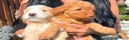 Cockapoo dogs for sale: Stunning cockapoo puppies in Beccles - Advert 7