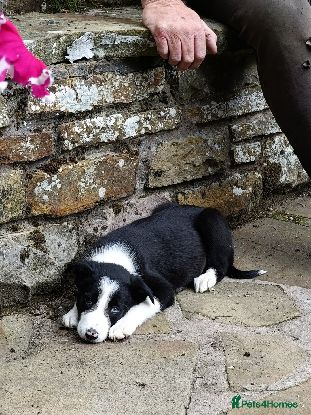 Border Collie dogs for sale: Border collie male puppy  - Image 2