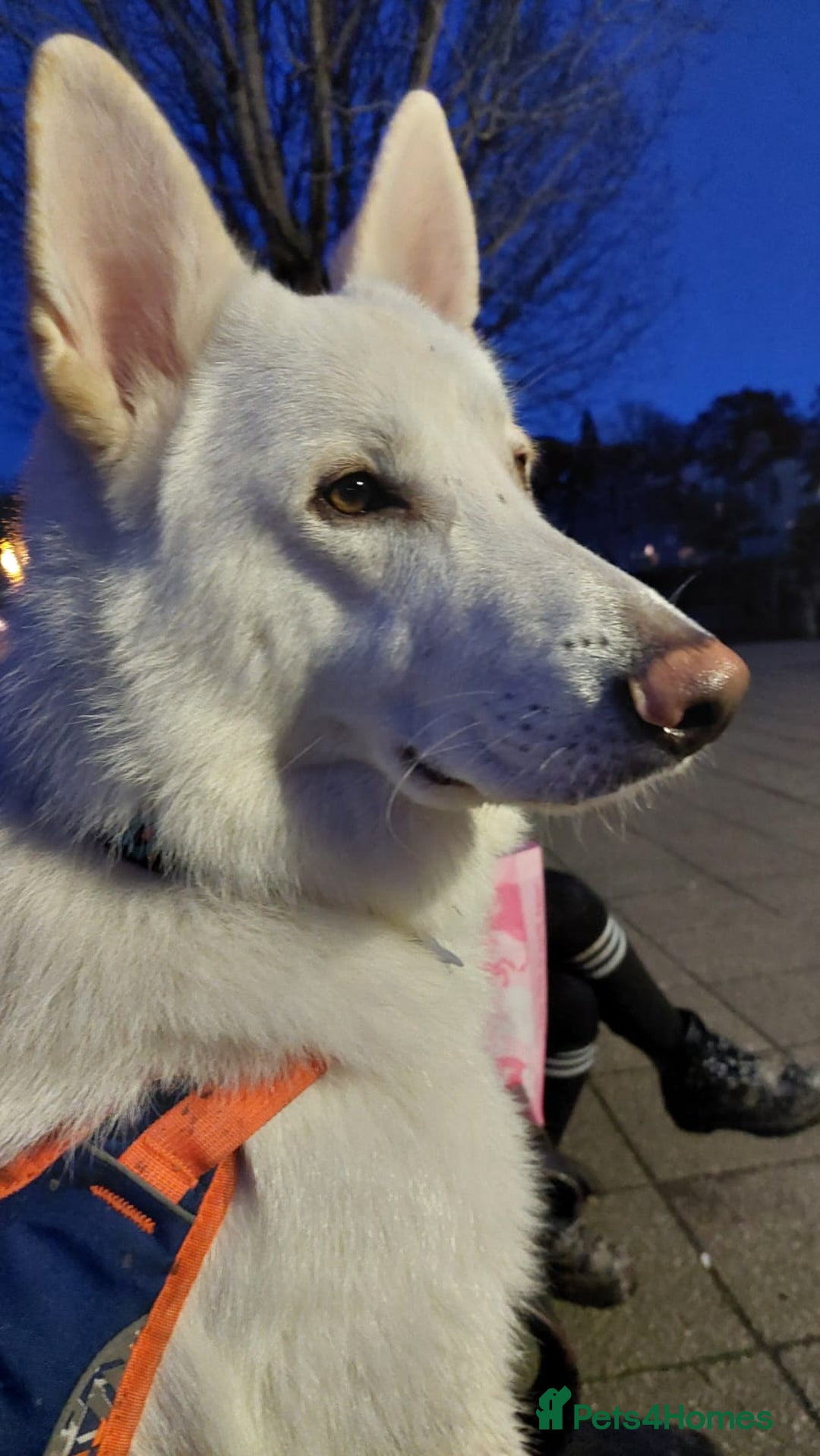 German Shepherd dogs for sale: White german sheperd  - Image 40
