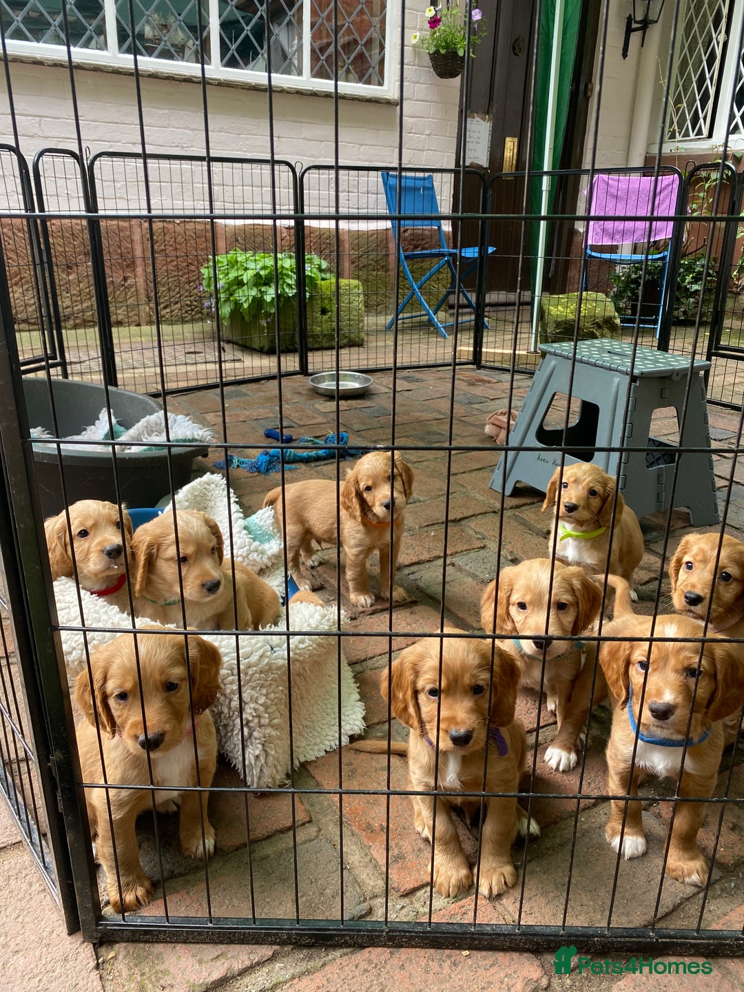 Cocker Spaniel dogs for sale: Stunning Top Working Cocker Spaniel Puppies - Image 2