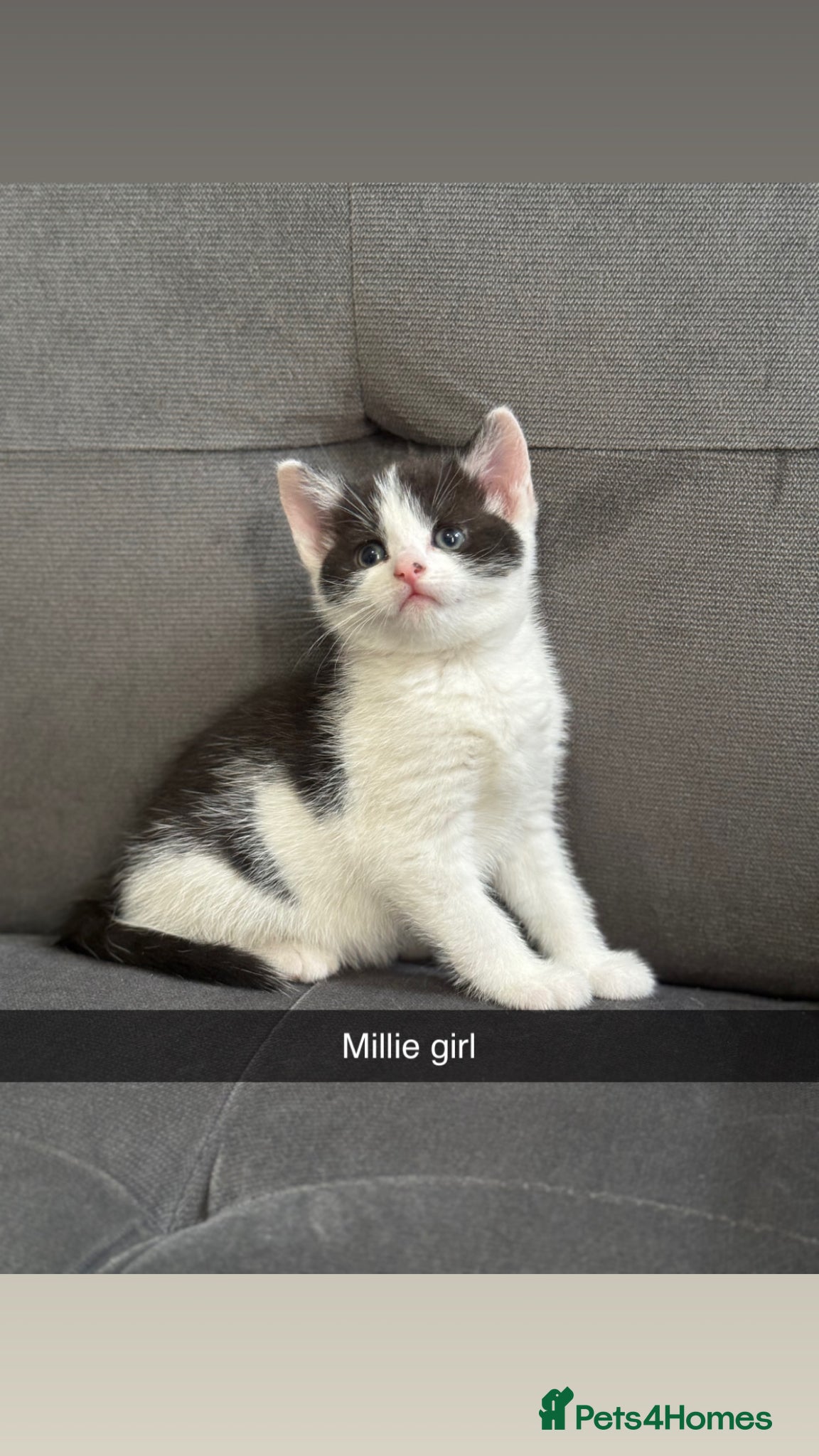 Mixed Breed cats Update 3 left  - Advert 22