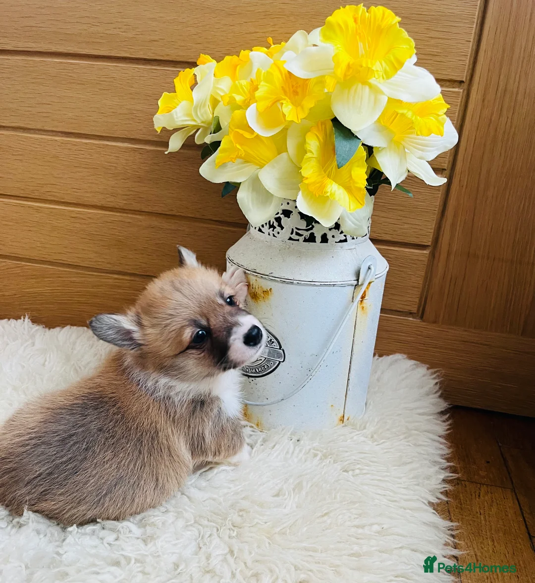 Welsh Corgi Pembroke dogs for sale: KC reg Welsh Corgi Pembroke puppies - Advert 11