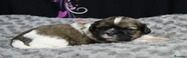 OSCAR
