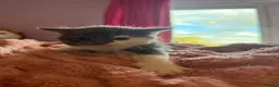 Mixed Breed cats for sale: Gorgeous kittens  - Advert 3