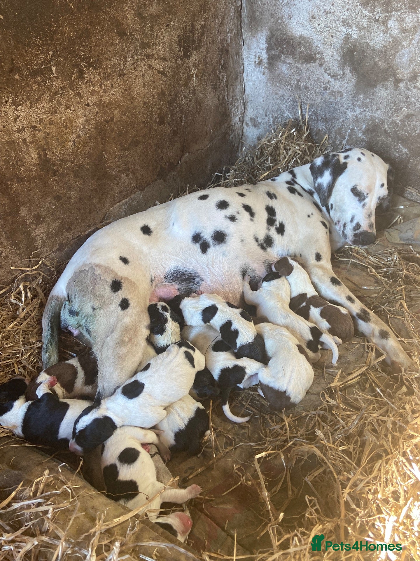 Mixed Breed dogs Dalmatian Collie Cross - Advert 1