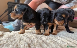 Cocker Spaniel dogs for sale: Working cocker spaniels  - Image 5