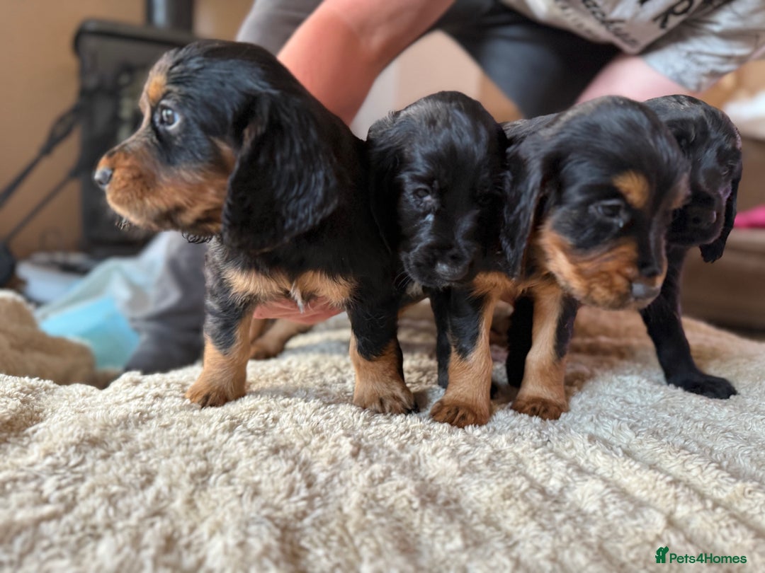 Cocker Spaniel dogs for sale: Working cocker spaniels  - Image 5