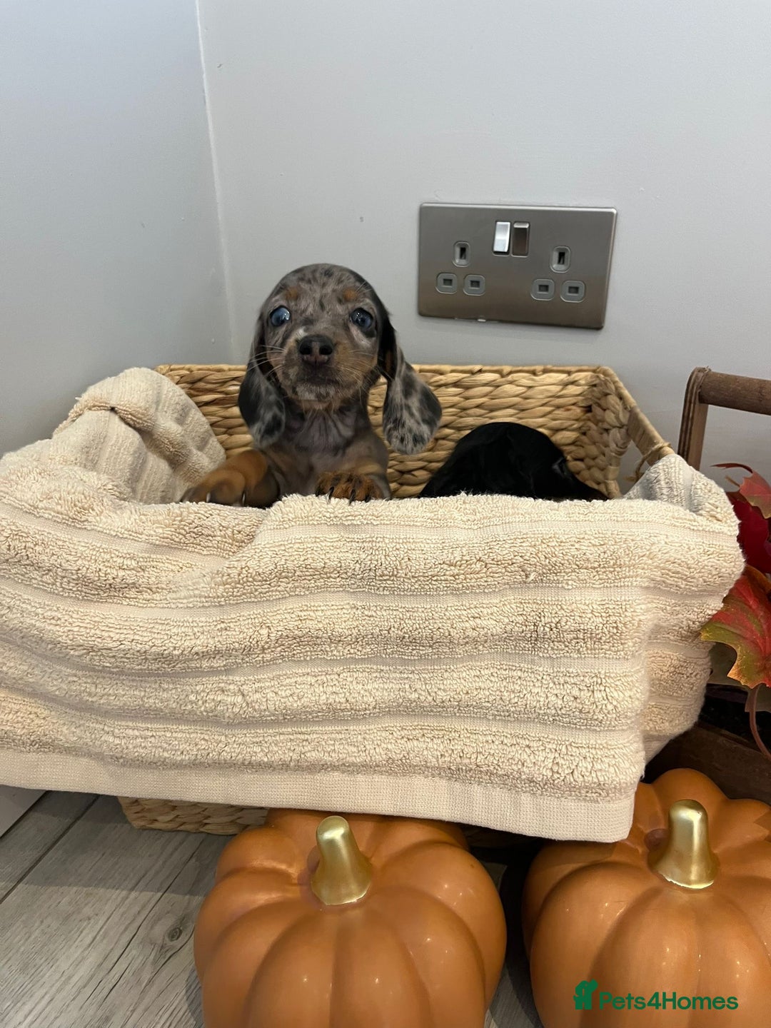 Miniature Dachshund dogs for sale: Beautiful miniature dachshund puppies  - Image 3