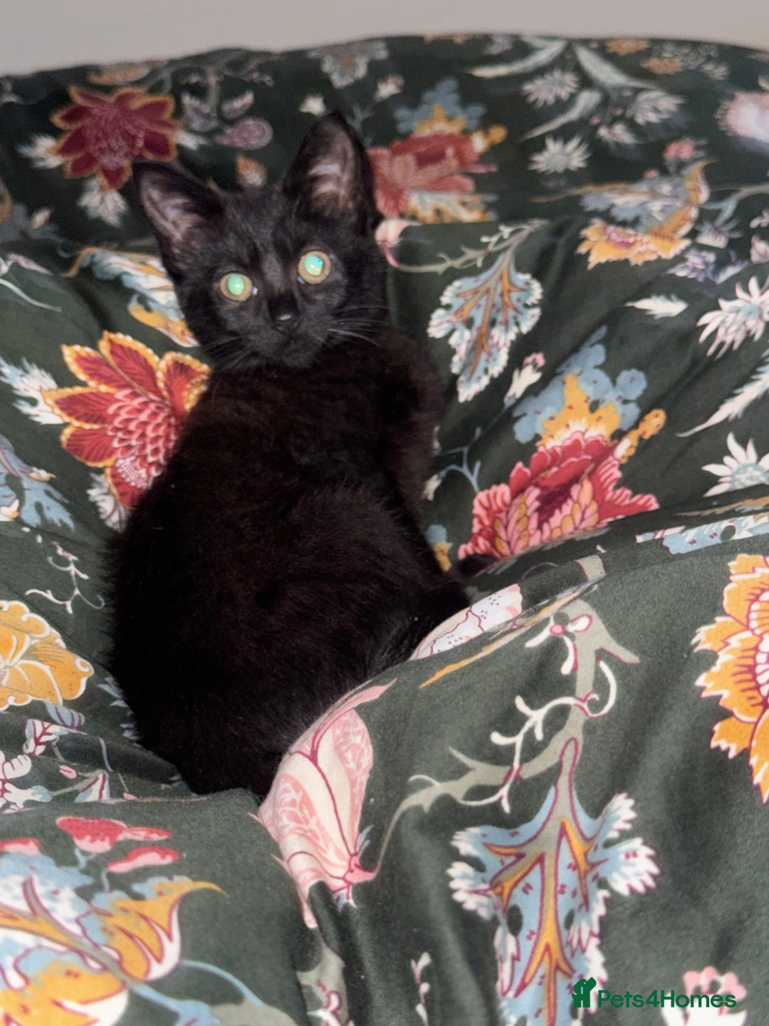 Mixed Breed cats for sale: Beautiful kitten for sale - Advert 3