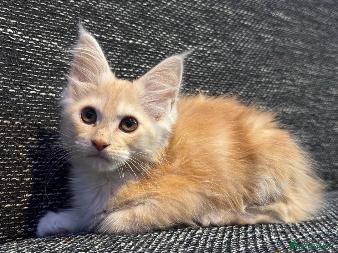 Maine Coon cats for sale: TICA registered purebred Maine Coon kittens - Advert 18