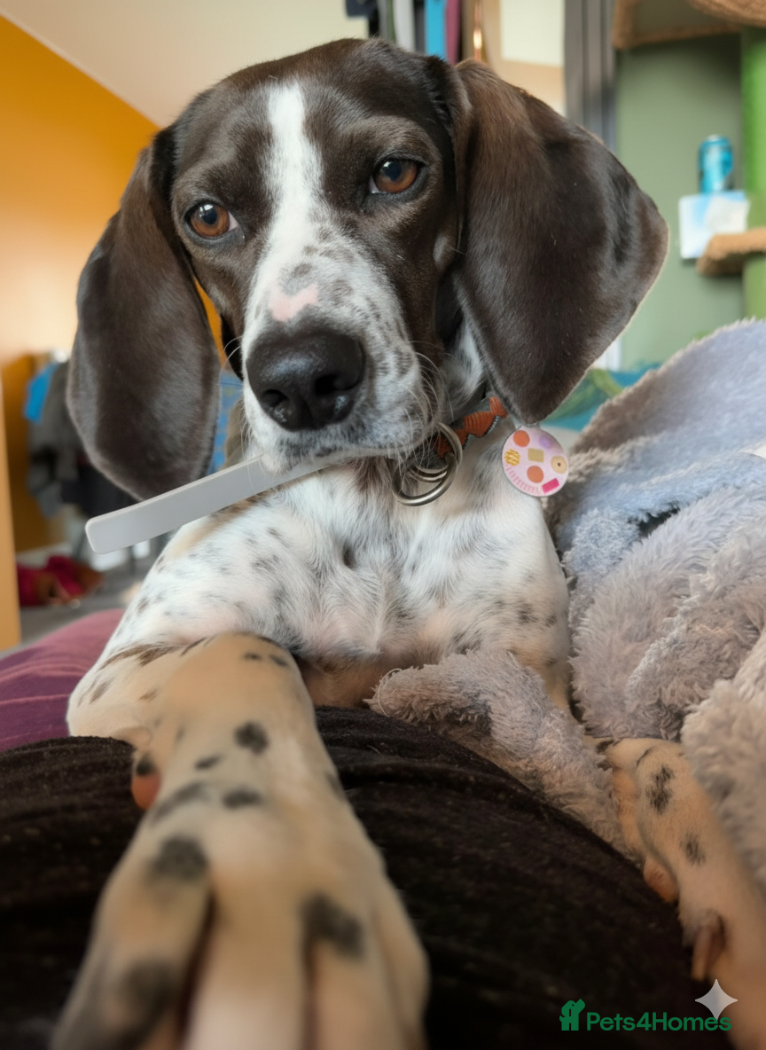 Mixed Breed dogs Roxie – A Gentle Soul Ready for Her Forever Home - Advert 9