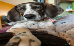 Mixed Breed dogs for adoption: Roxie – A Gentle Soul Ready for Her Forever Home - Image 1
