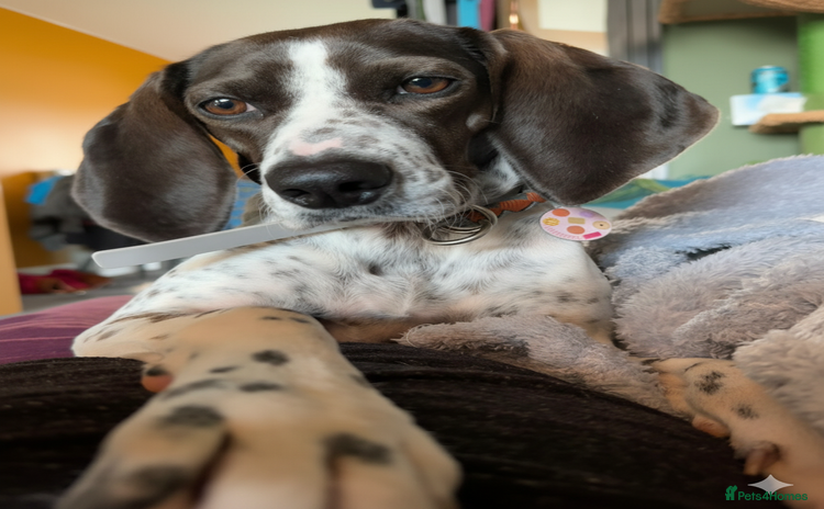 Mixed Breed dogs for adoption - Advert 3