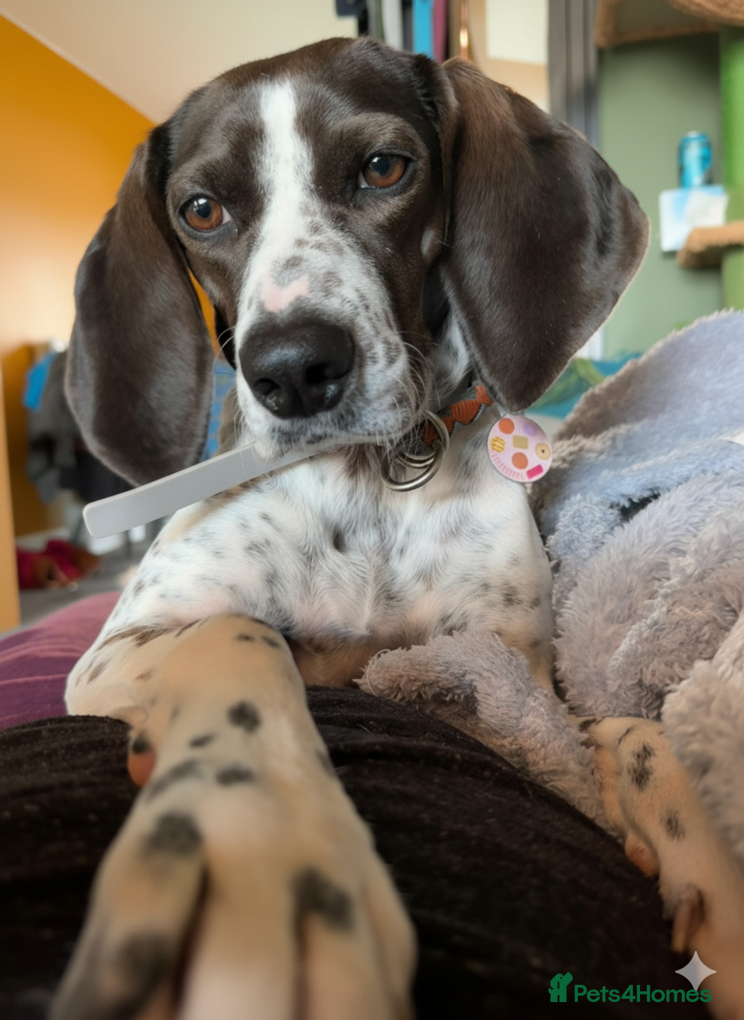 Mixed Breed dogs for adoption: Roxie – A Gentle Soul Ready for Her Forever Home - Image 1