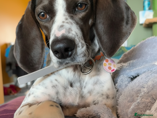 Mixed Breed dogs - Advert 29