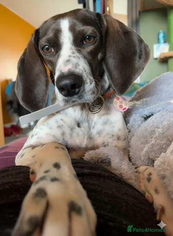 Mixed Breed dogs Roxie – A Gentle Soul Ready for Her Forever Home - Advert 13