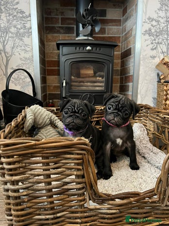 Pug dogs Superb Pug Puppies - ready now - Advert 2