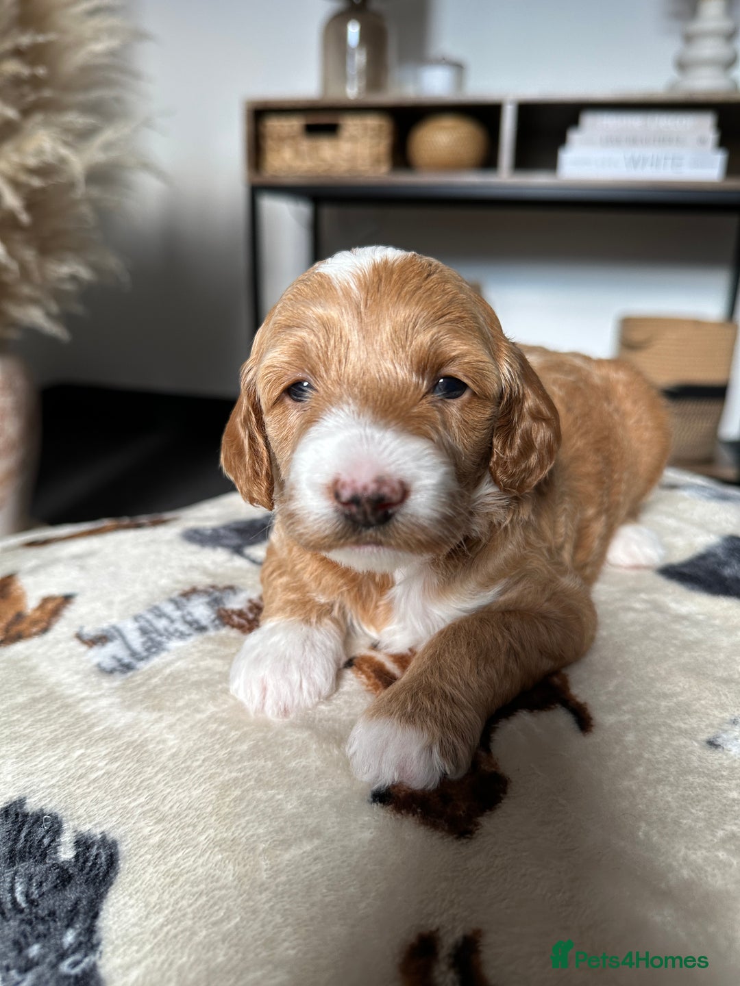 Cockapoo dogs for sale: Not Just Any Cockapoo Puppies – The Special Few - Image 16