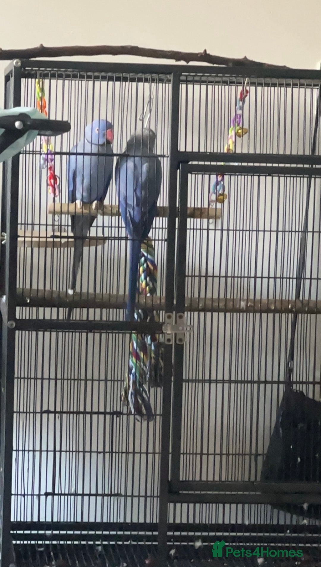 Ringnecks birds for sale: Ringneck pair Violet  - Advert 8