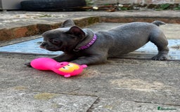 French Bulldog dogs for sale: french bulldog puppy for sale  - Image 3