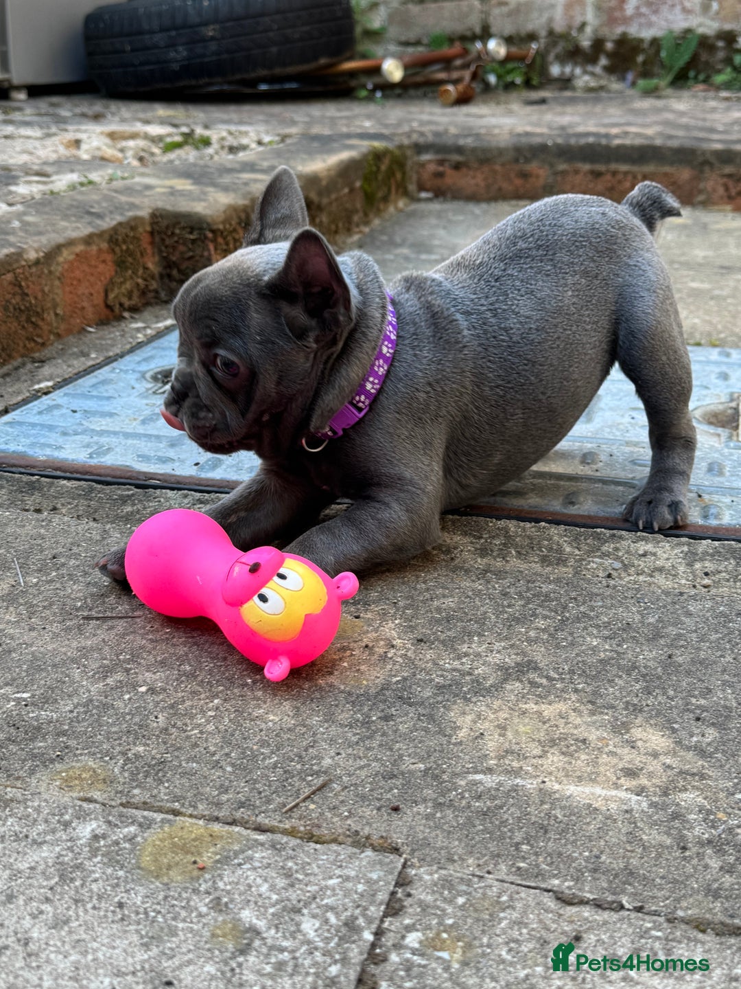 French Bulldog dogs for sale: french bulldog puppy for sale  - Image 3