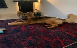 Shepsky dogs for sale: Beautiful Disney looking dogs - Image 2