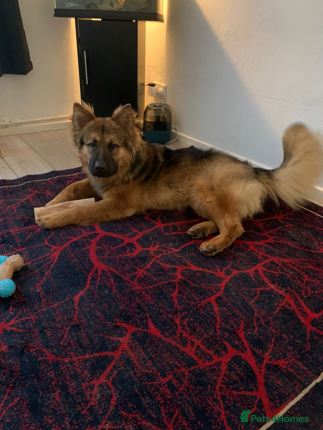Shepsky dogs for sale: Beautiful Disney looking dogs - Image 2